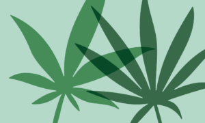 Read more about the article THCA vs THC vs HHC: What’s the Difference (and Which One Is Right for You)?