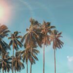 Top 7 Reasons Disposable CBD Vapes are Perfect for Summer Adventures